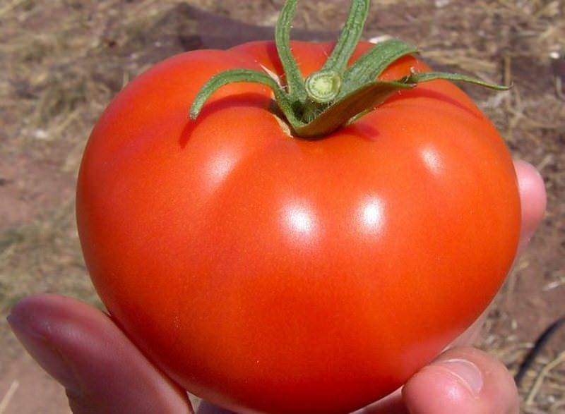 Выращивание томата кибиц