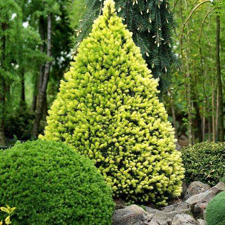 Карликовая сосна (38 фото): сорта декоративных низкорослых мини-сосен для сада. их посадка и уход. примеры в ландшафтном дизайне