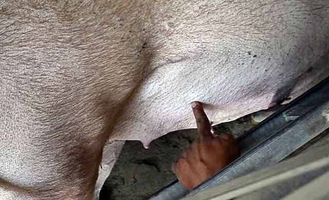 Супоросная свинья: первые симптомы у животного, эффективные методики определения беременности