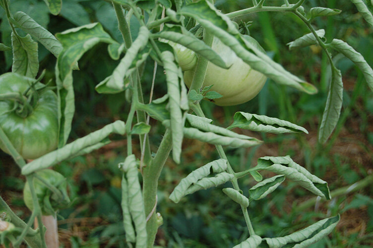 Почему у помидоров скручиваются листья в теплице