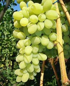 Виноград сорт августин: описание, общая характеристика, посадка, уход
