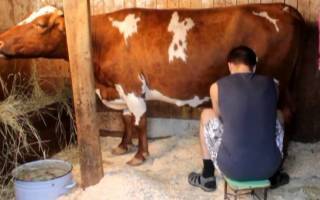 Как доить корову: правила ручной и аппаратной дойки, пошаговые инструкции