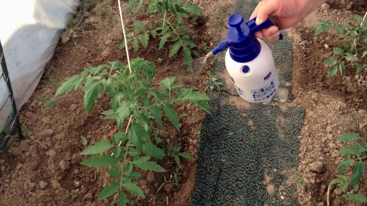 Внекорневые подкормки томатов в теплице 