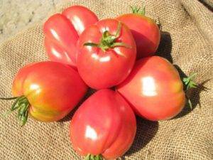Сорт томатов фатима описание