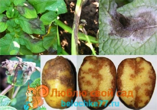 Болезни картофеля: описание, как бороться с ними