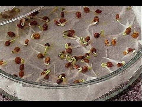 Сколько прорастают семена огурцов