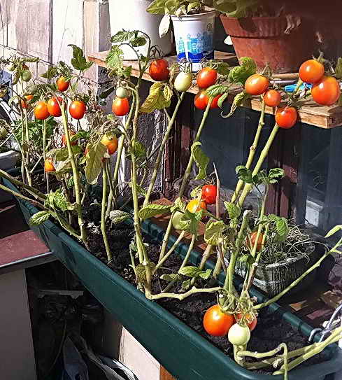 Помидоры (томаты) черри: выращивание и уход в теплице, пасынкование