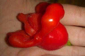 Красный перец "колокольчик": подробное описание сорта, фото, правила выращивания
