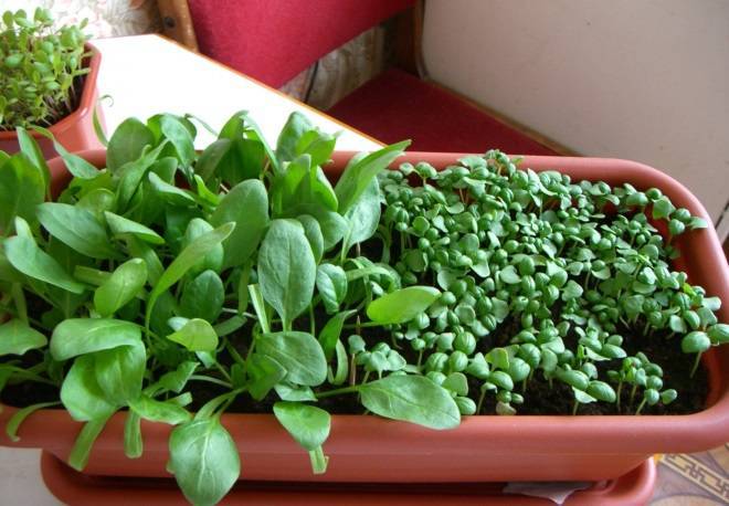 Выращивание шпината на подоконнике из семян: сорта, посев, уход