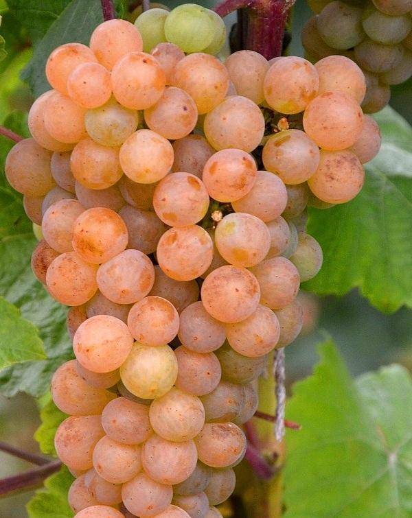 Алзуб — виноград