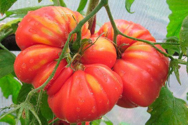 Описание и характеристика сорта томата «медвежья лапа», особенности выращивания помидоров