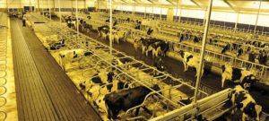 Беспривязное содержание коров: плюсы и минусы, технология кормления и доения || беспривязное содержание быков