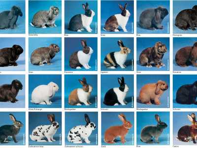Породы кроликов для домашнего разведения: характеристики + фото