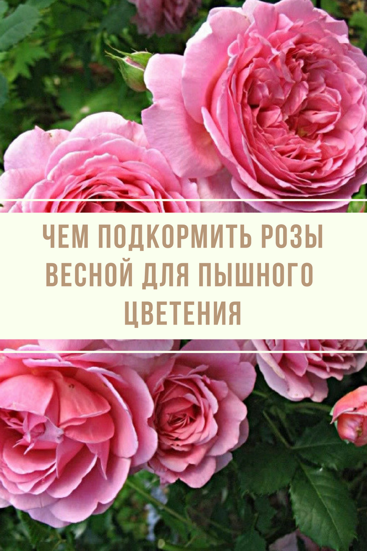Английская парковая роза Остина Roald Dahl (Роальд Даль)