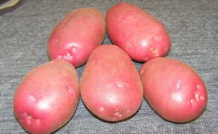Среднеранний сорт картофеля ильинский