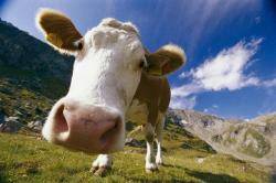 Туберкулёз у коров: симптомы и лечение