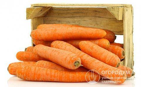Как правильно хранить морковь?