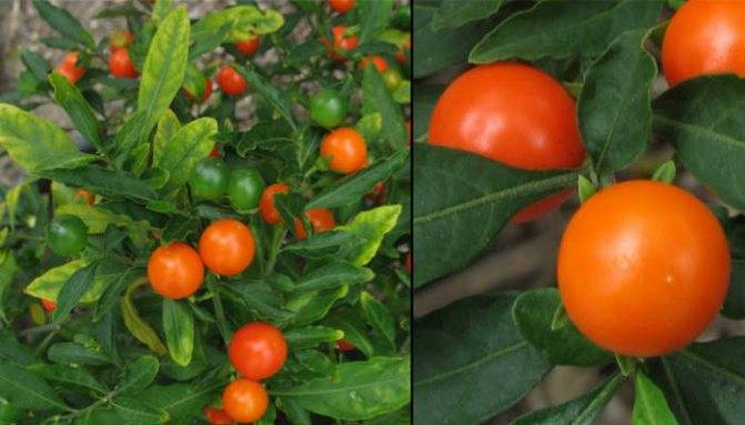 Как вырастить рассаду помидор на подоконнике – отличные результаты