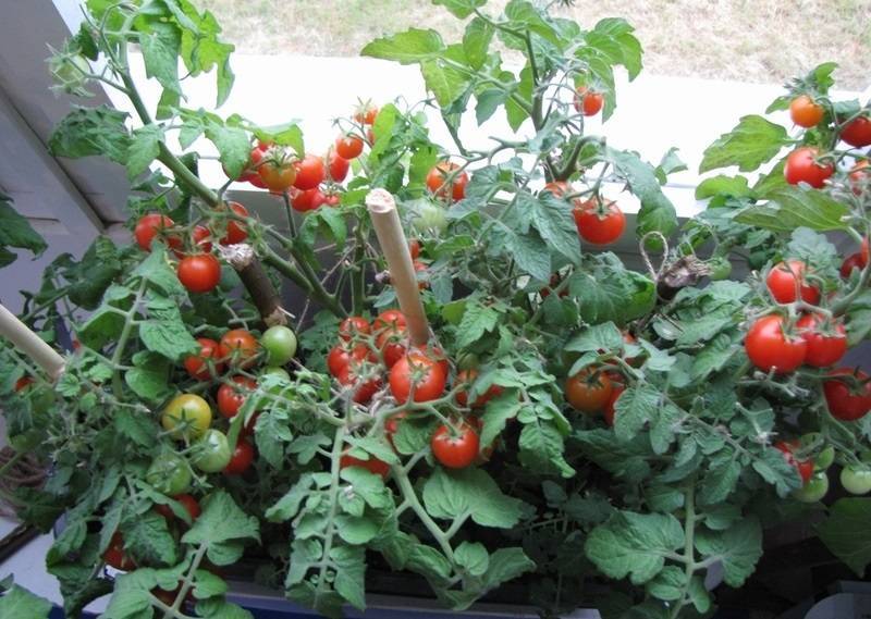 Когда сажать рассаду помидоров: семена, сроки, полив, удобрения