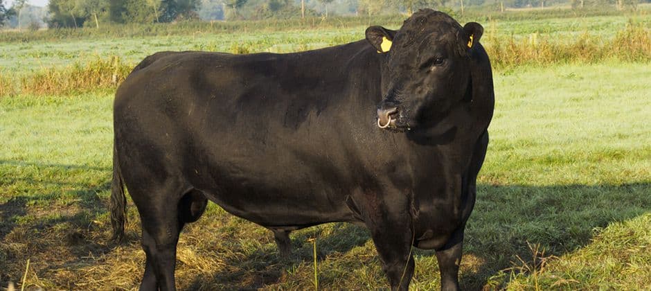 Абердин-ангусская порода коров и другие мясной направленности в животноводстве