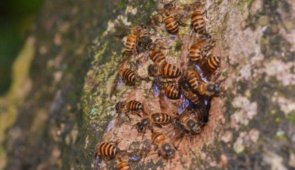 Дикие пчелы: фото, где живут