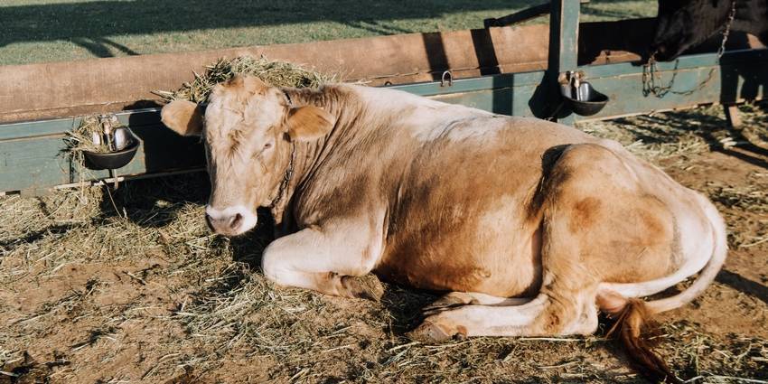 Гипофункция яичников у коров