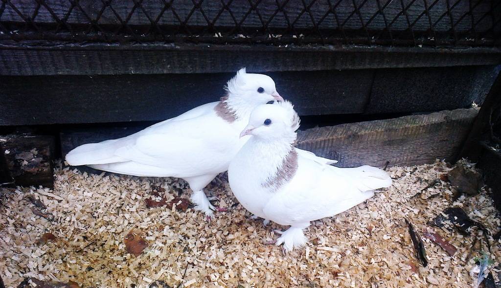 Описание бойных пород голубей, фото и видео их типичных представителей
