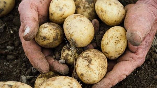 Сорт картофеля «журавинка»: характеристика, описание, урожайность, отзывы и фото