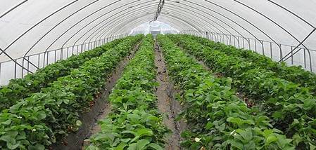 Выращивание клубники в теплице круглый год как бизнес: 3 метода