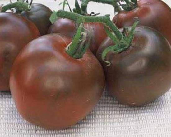 Описание сорта томата черный мавр — как поднять урожайность