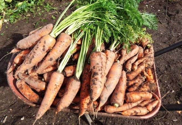 Морковь королева осени: описание сорта, посев, уход, хранение
