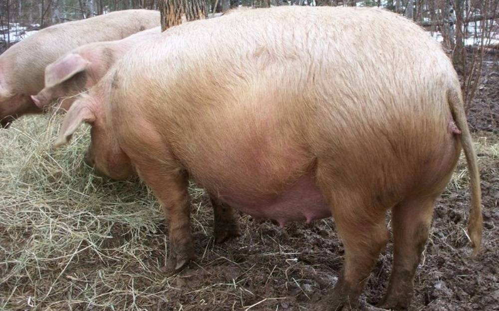 Как определить: супоросная свинья или нет