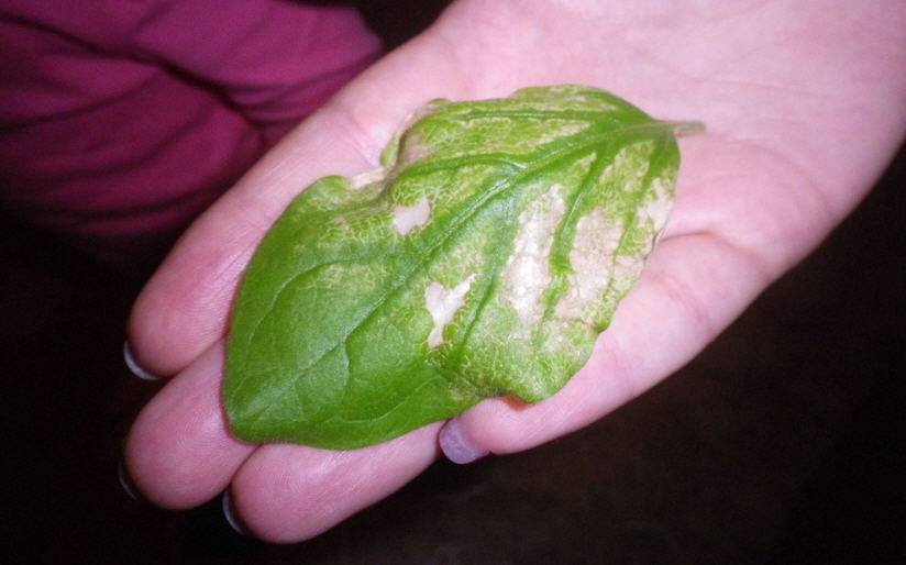 Инфекции на листьях рассады баклажанов: эффективное лечение