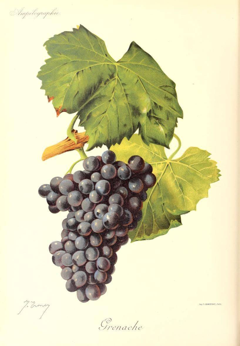 Испанское вино tempranillo (темпранильо): что это за сорт винограда, его полное описание и характеристики