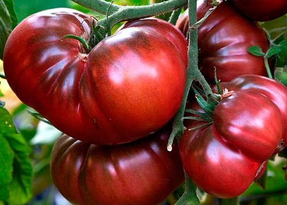 Томат «черный крым» или «черный крымский»: описание сорта, фото и рекомендации по выращиванию помидоры