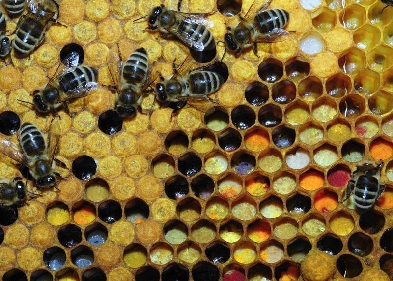 Подкормка пчел в августе
