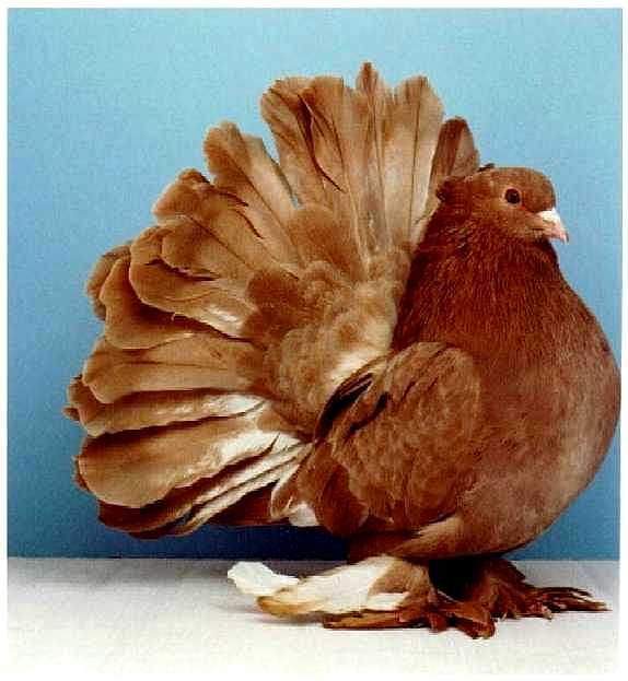 Породы голубей — названия, описание, фотографии