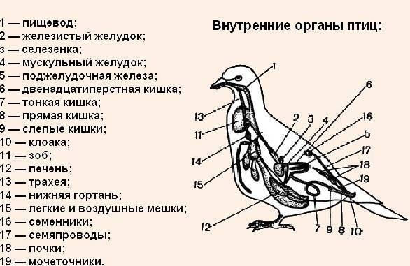 Лечение болезни ньюкасла у голубей