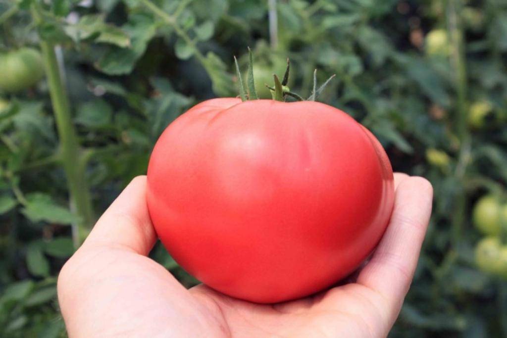 Где и как лучше выращивать томат «розовый мед»