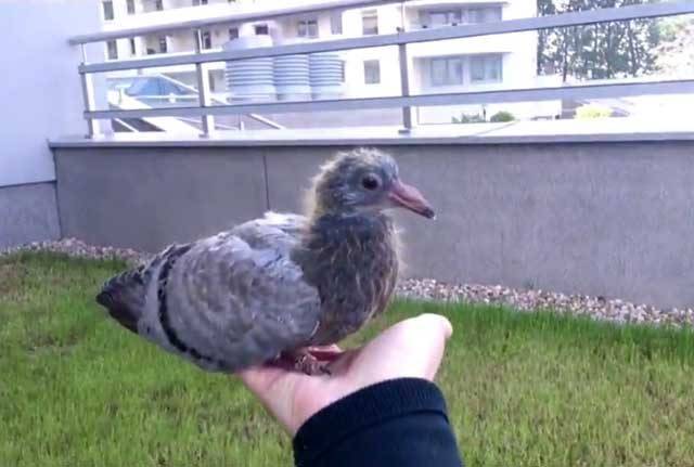 Маленькие голуби: как выглядит птенец и как ухаживать за ним