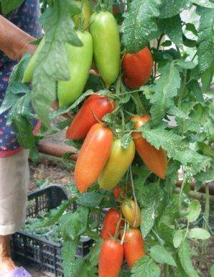 Описание сорта томата алый мустанг — как поднять урожайность