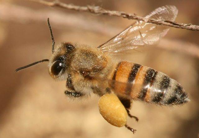 Какие породы пчел существуют