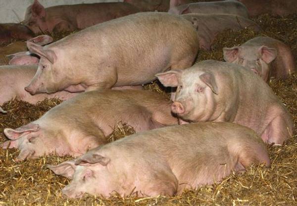 Причины, по которым свинья не ест после опороса и что делать, методы лечения