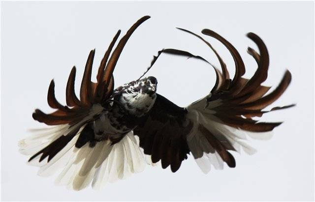 Серпастые голуби: описание птицы и особенностей её содержание