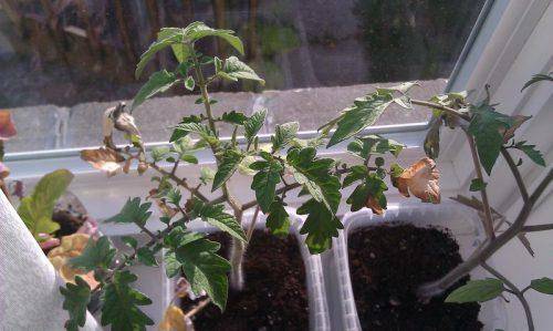 Почему у рассады помидоров опадают листья