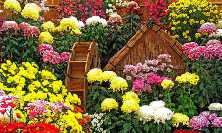 Цветок корейская хризантема, посадка и уход, фото