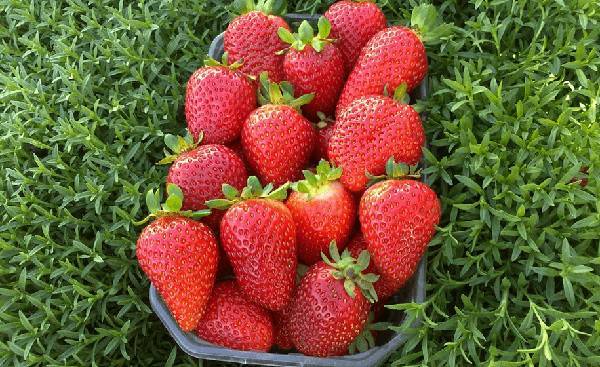 Описание сорта клубники альбион: ягоды круглый год из солнечной калифорнии