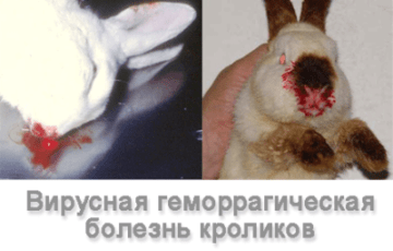 Болезни кроликов: симптомы и их лечение, фото, вирусная геморрагическая, ушей, миксоматоз, глаз, профилактика, какие опасны