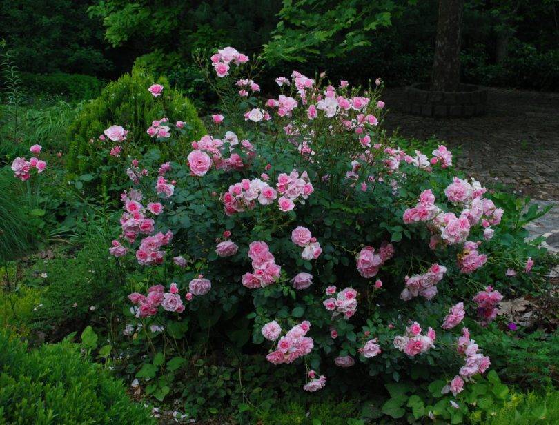 Канадская парковая роза сорта Alexander Mackenzie (Александр Маккензи)