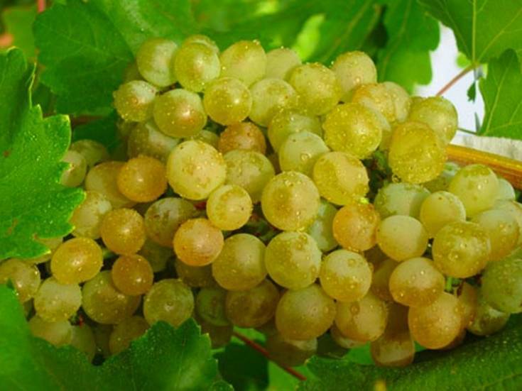 Достижение венгерских селекционеров — сорт винограда «кристалл»